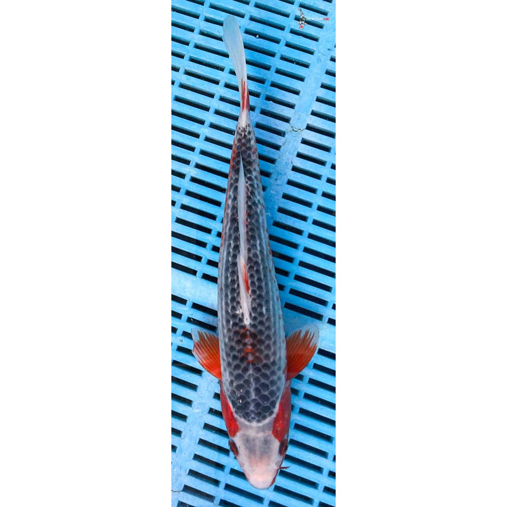 12-14” Imported Asagi