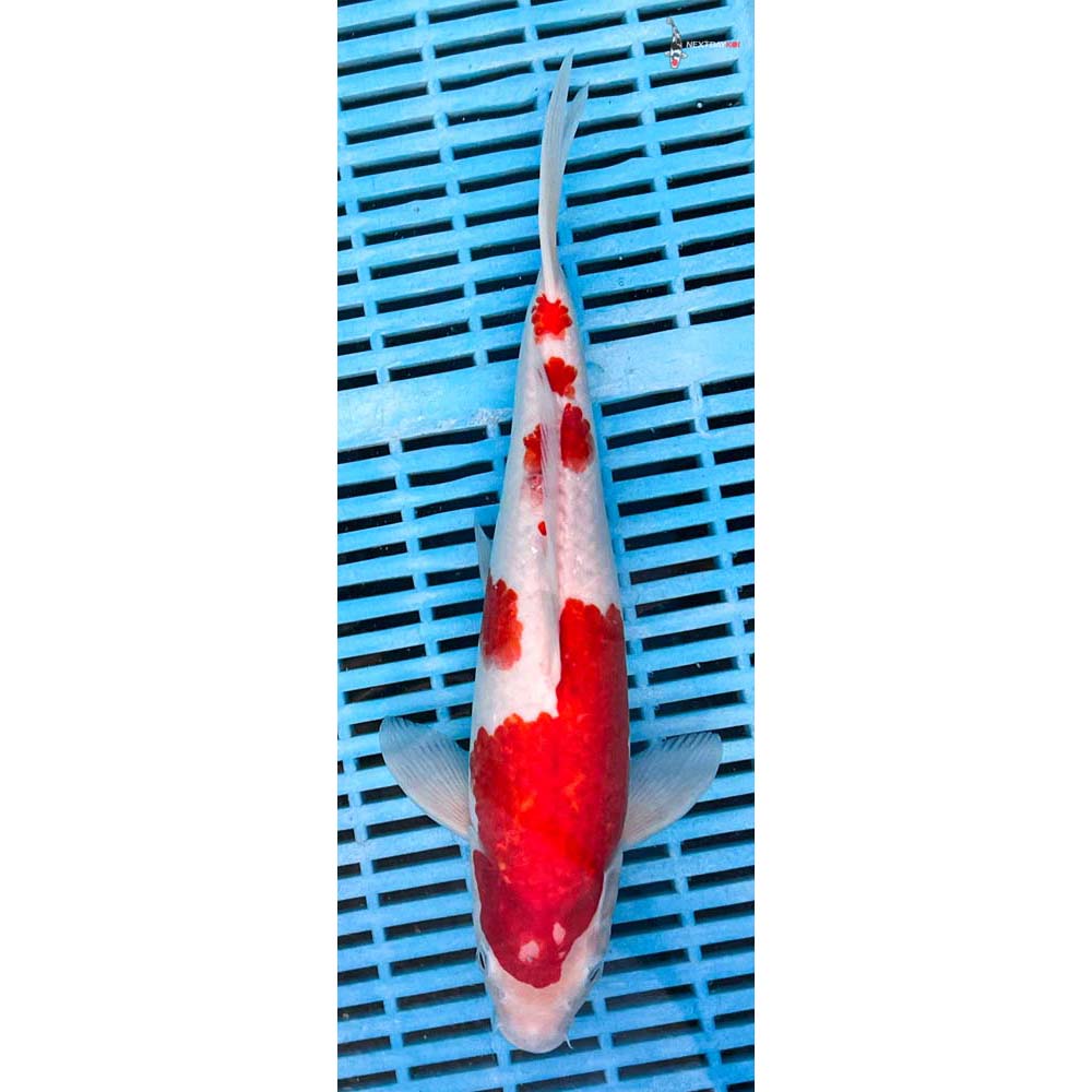 12-14” Imported Kohaku