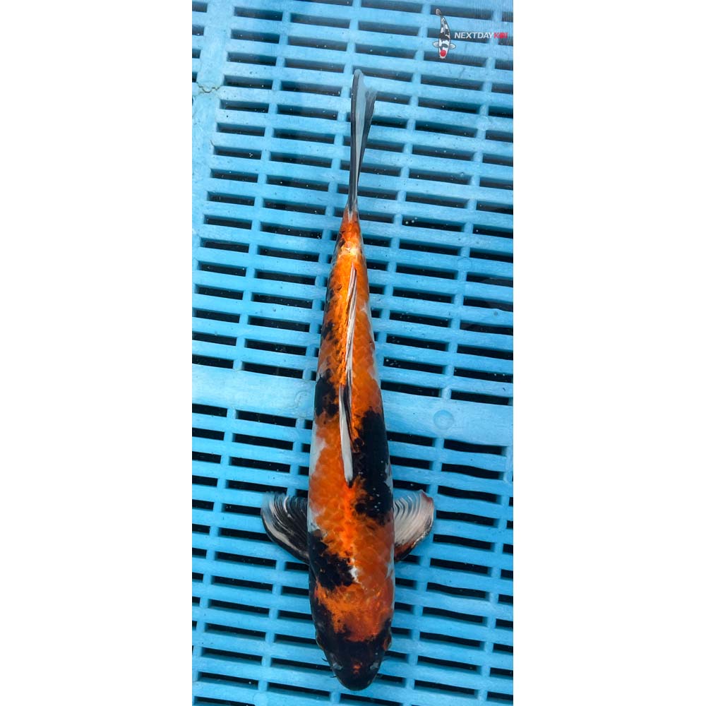 10-12” Imported Kin Showa