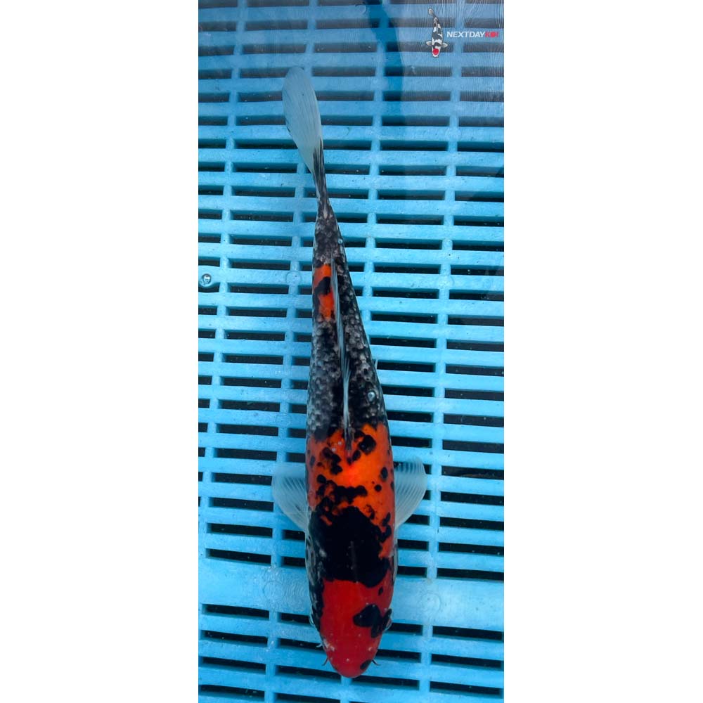 10-12” Imported Goshiki