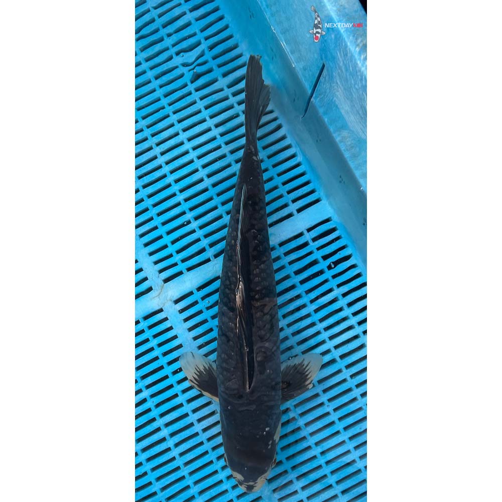 16-18” Imported Matsukawabakke