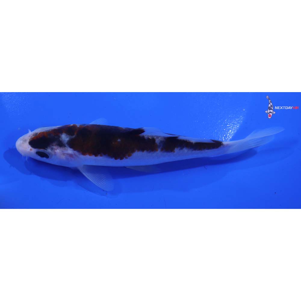 5” Imported Goromo