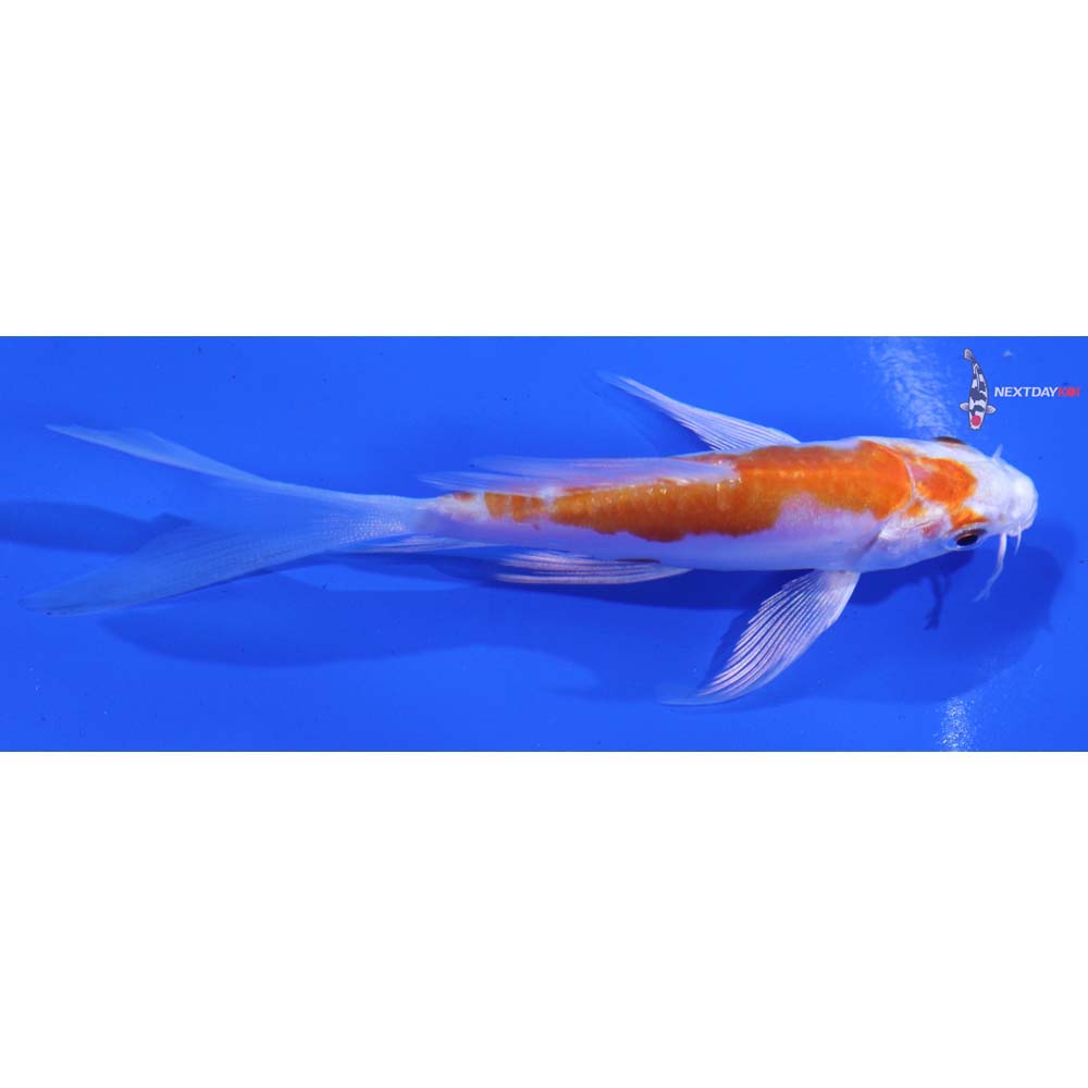 4” Imported Kikusui Butterfly Koi