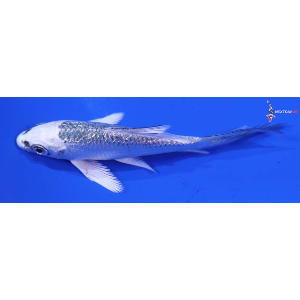 4” Imported Gin Rin Gin Matsuba Butterfly Koi