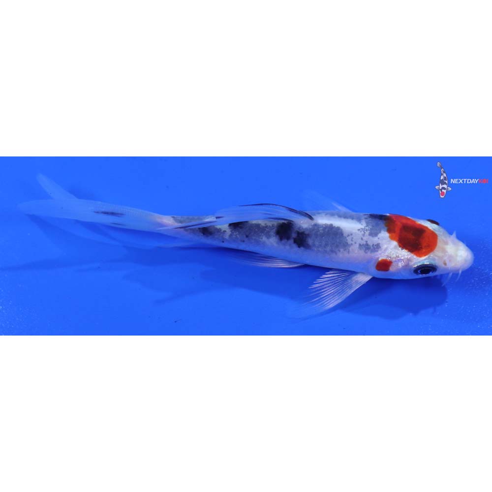4” Imported Yamato Nishiki Butterfly Koi