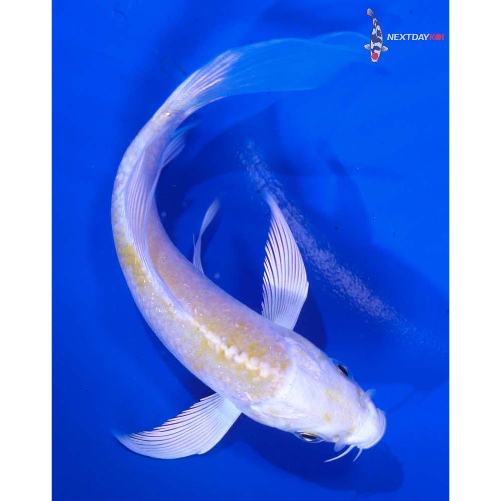 4” Imported Lemon Hariwake Butterfly Koi