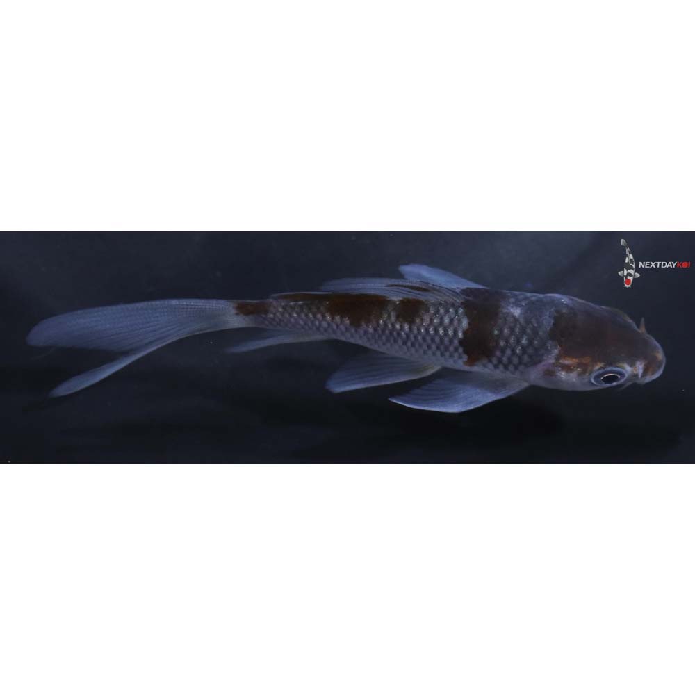 4” Imported Ochiba Shigure Butterfly Koi