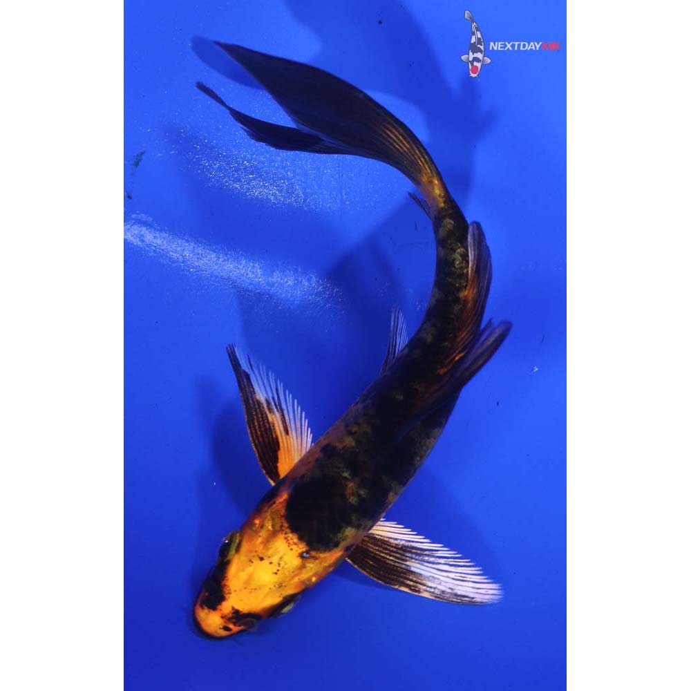 4” Imported Kin Aka Bekko Butterfly Koi