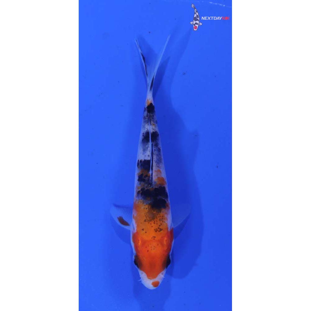 3” Imported Sanke