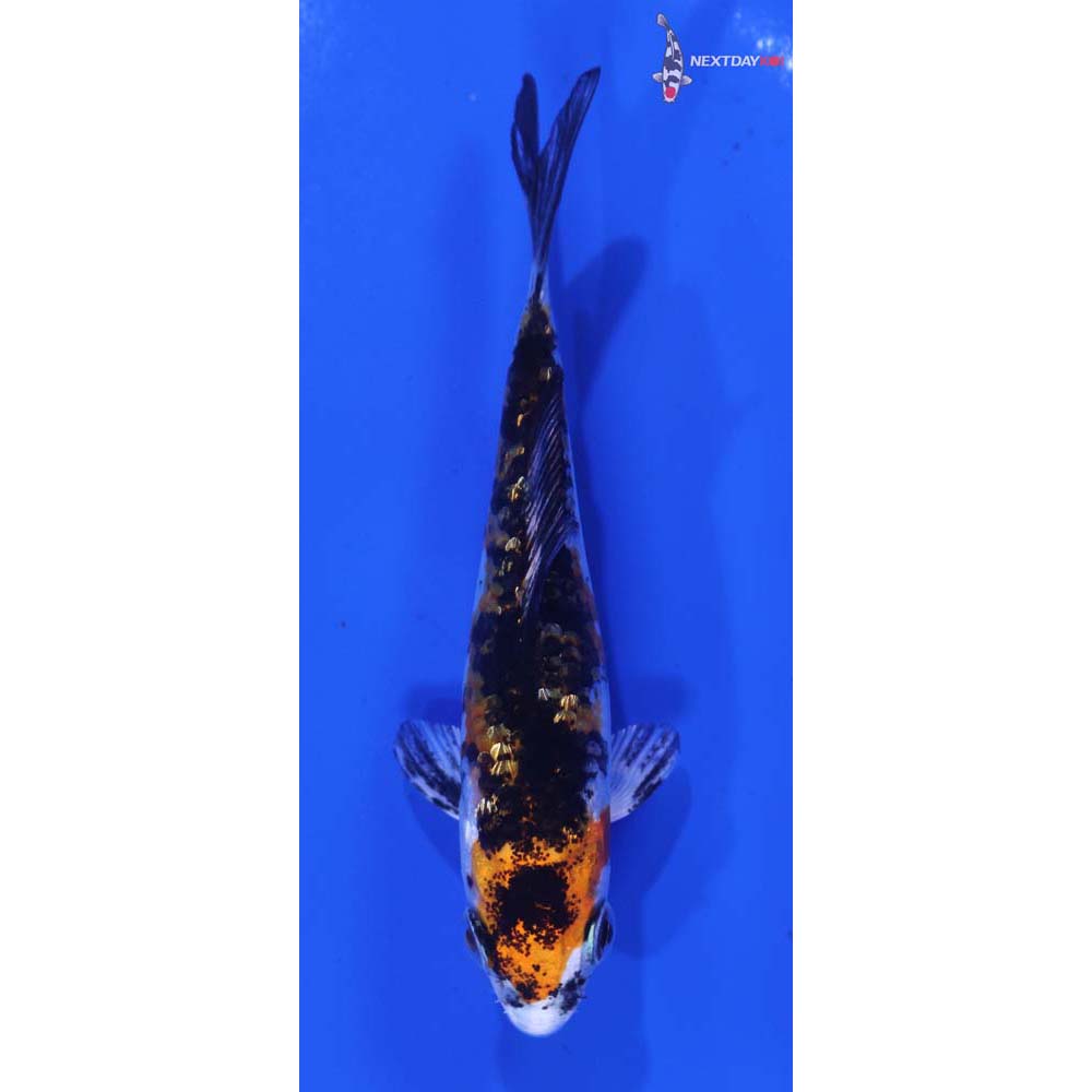 3.5” Imported Yamato Nishiki