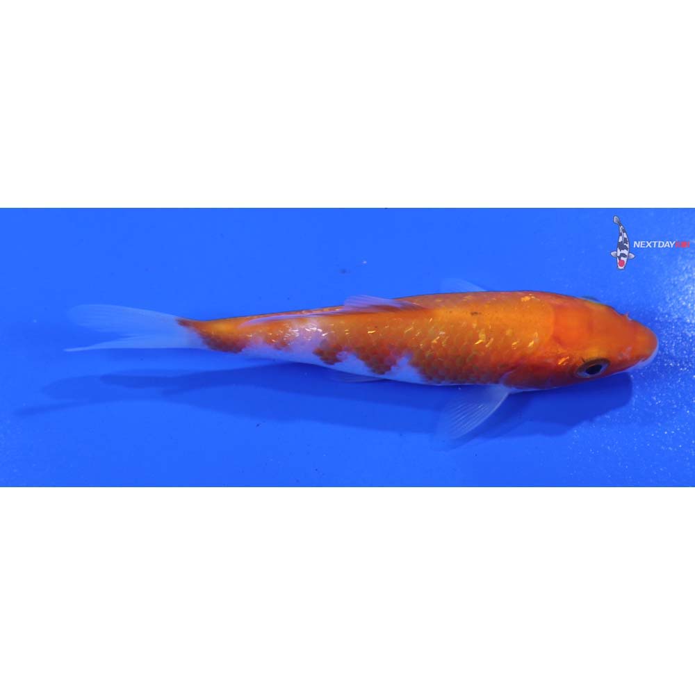 3.5” Imported Kohaku