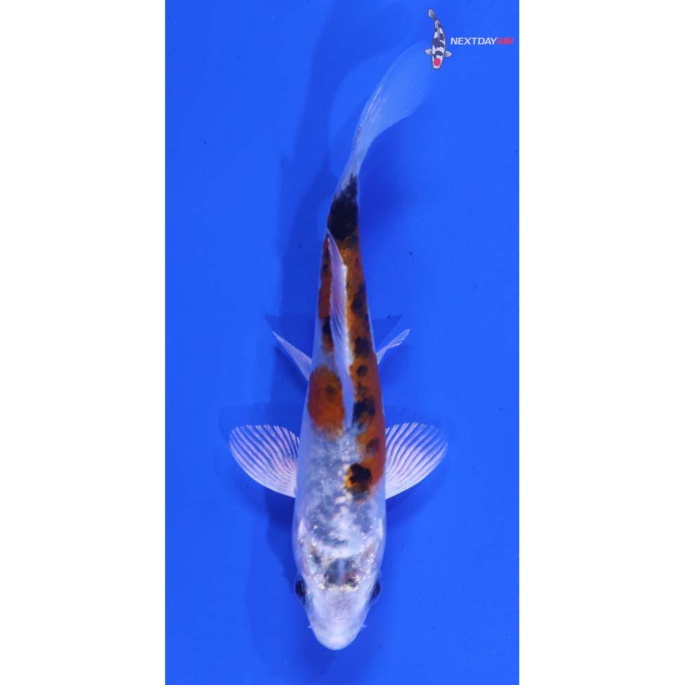 3.5” Imported Yamato Nishiki