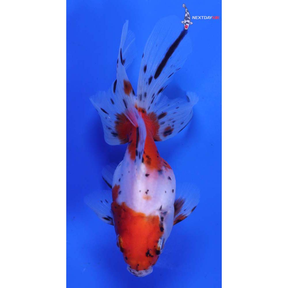 4.5” Imported Calico Ryukin