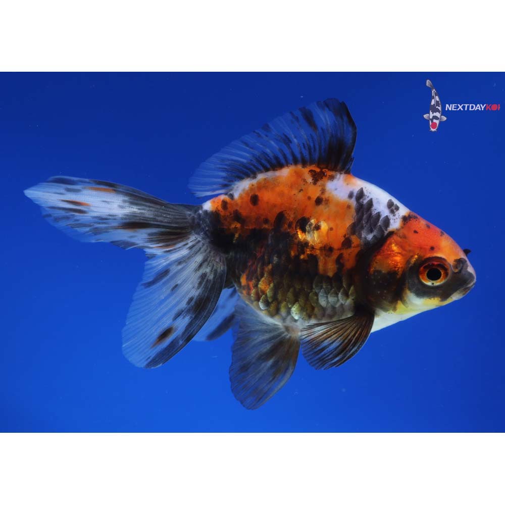 4.5” Imported Male Calico Ryukin