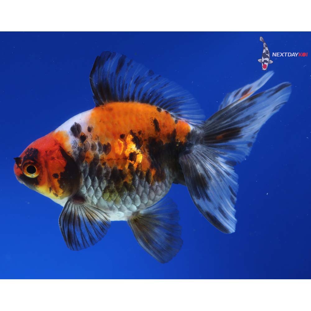 4.5” Imported Male Calico Ryukin