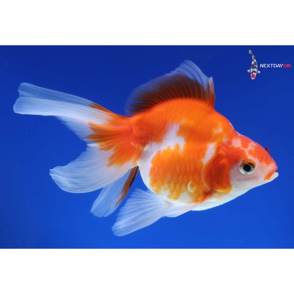 4.5” Imported Red and White Ryukin