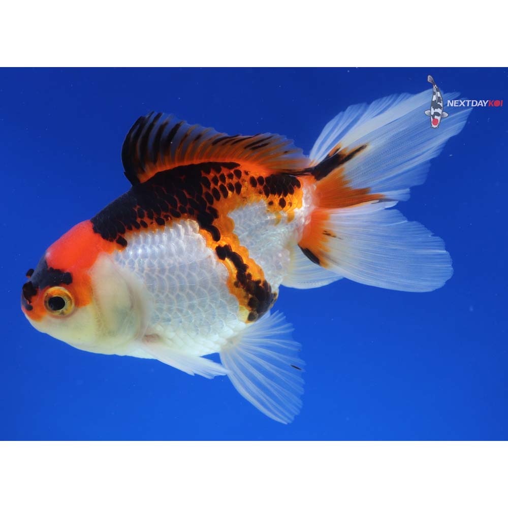 5” Imported Tri Color Oranda