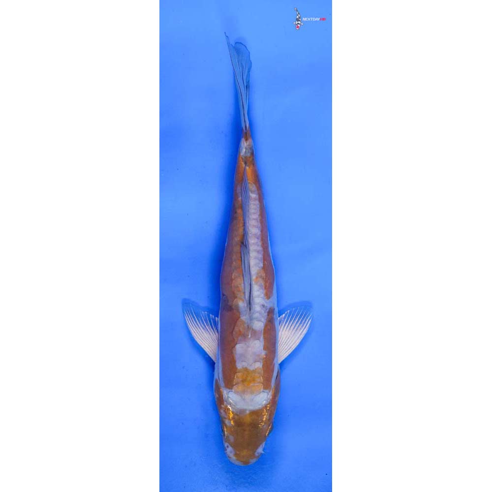 7” Imported Doitsu Ochiba Shigure
