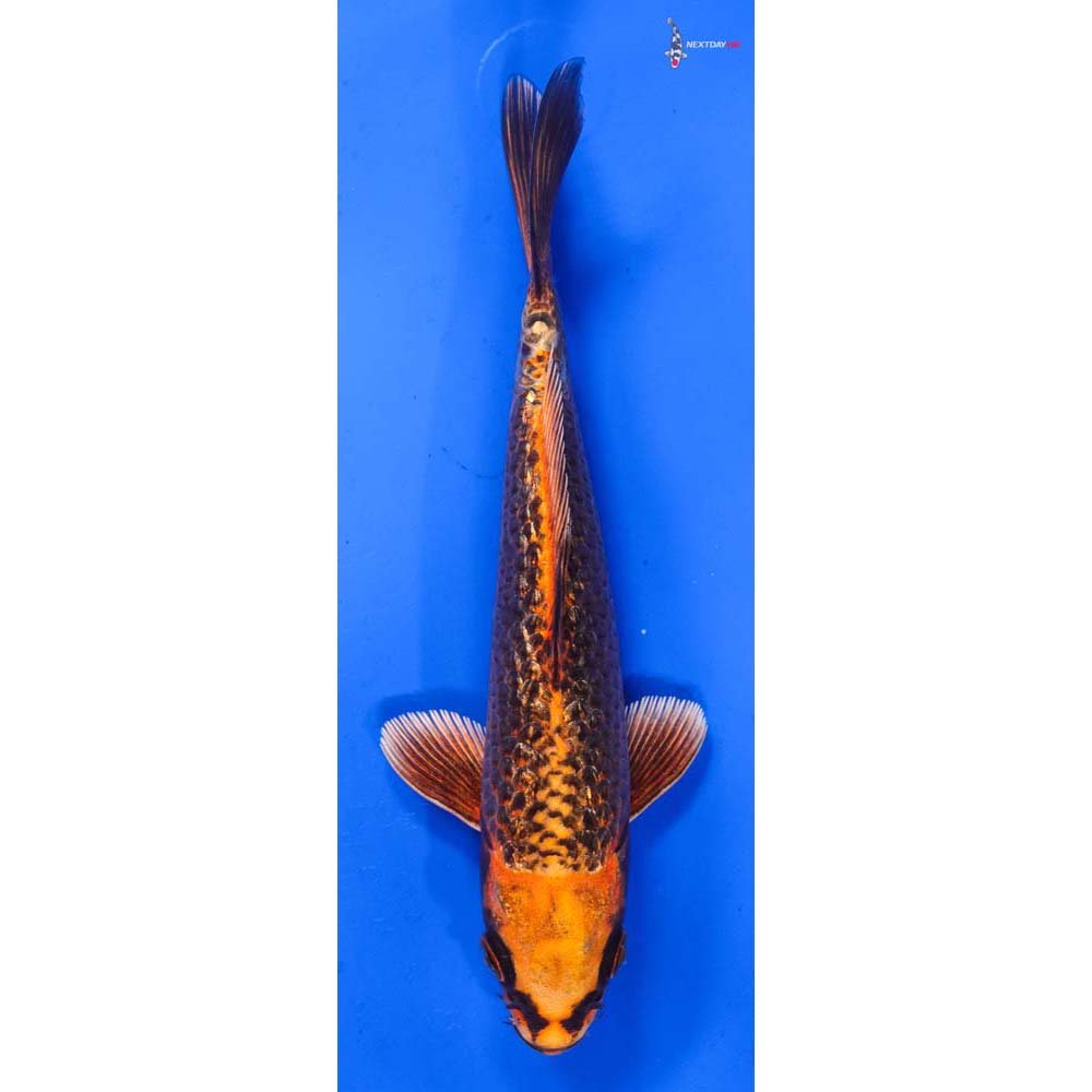 6.5” Imported Gin Rin Orenji Matsuba