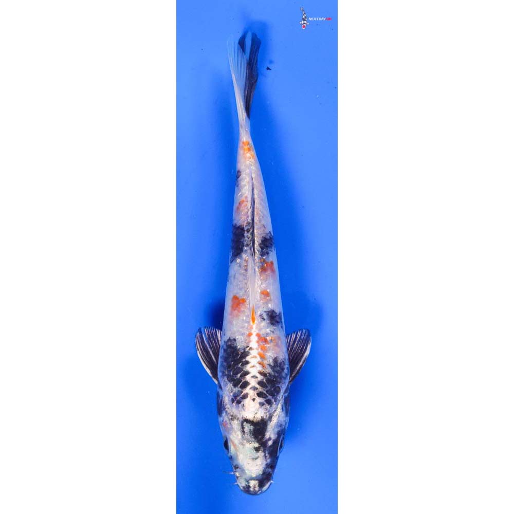 6.5” Imported Kin Showa