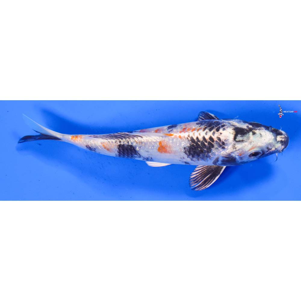 6.5” Imported Kin Showa