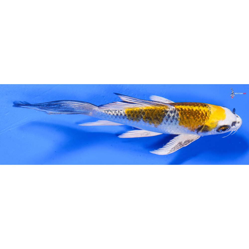 6” Imported Kujaku Butterfly Koi