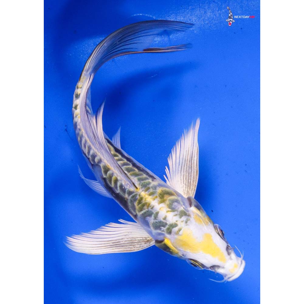 6” Imported Kin Kikokuryu Butterfly Koi