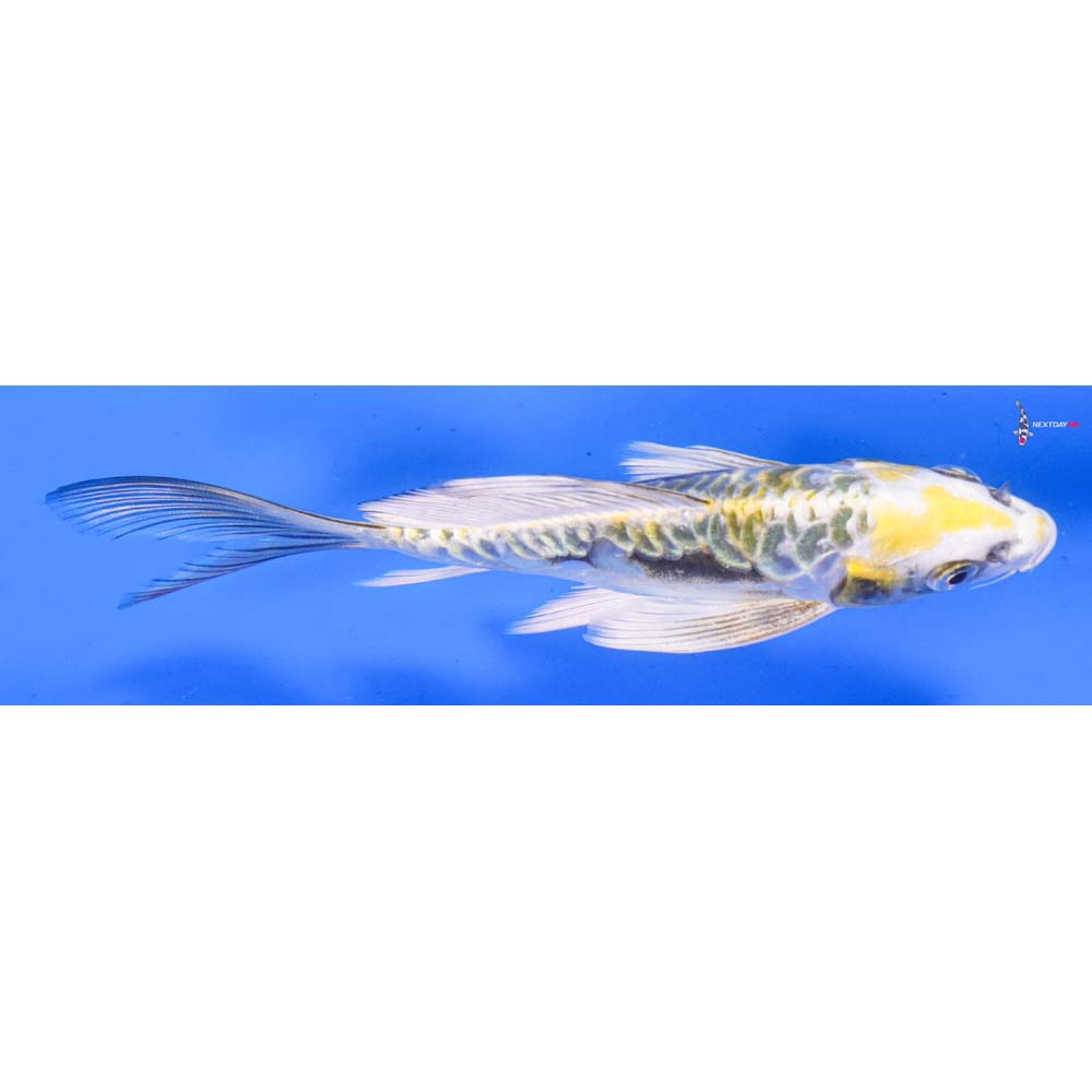6” Imported Kin Kikokuryu Butterfly Koi