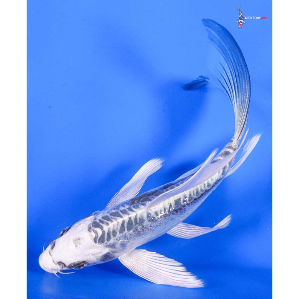 6.5” Imported Doitsu Kujaku Butterfly Koi