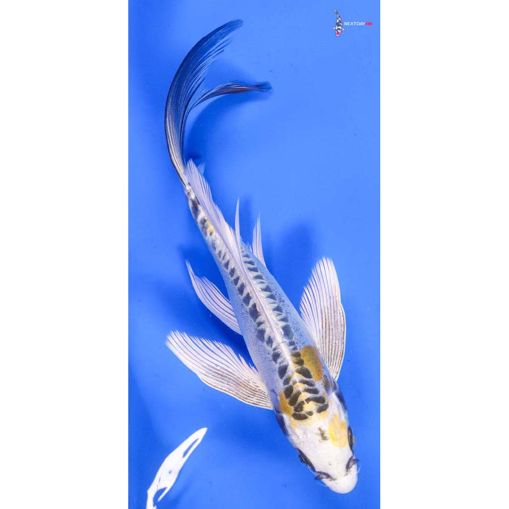 6.5” Imported Doitsu Blue Kujaku Butterfly Koi