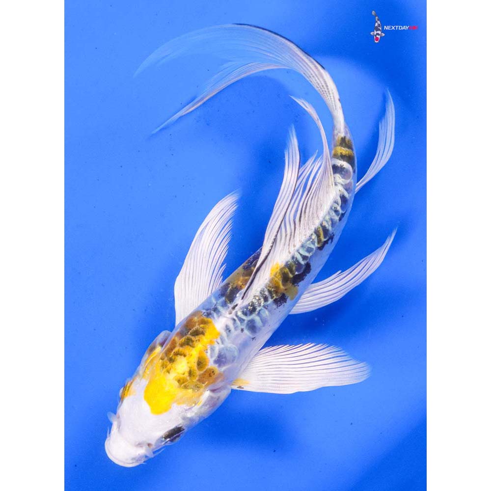 6.5” Imported Heisei Nishiki Butterfly Koi