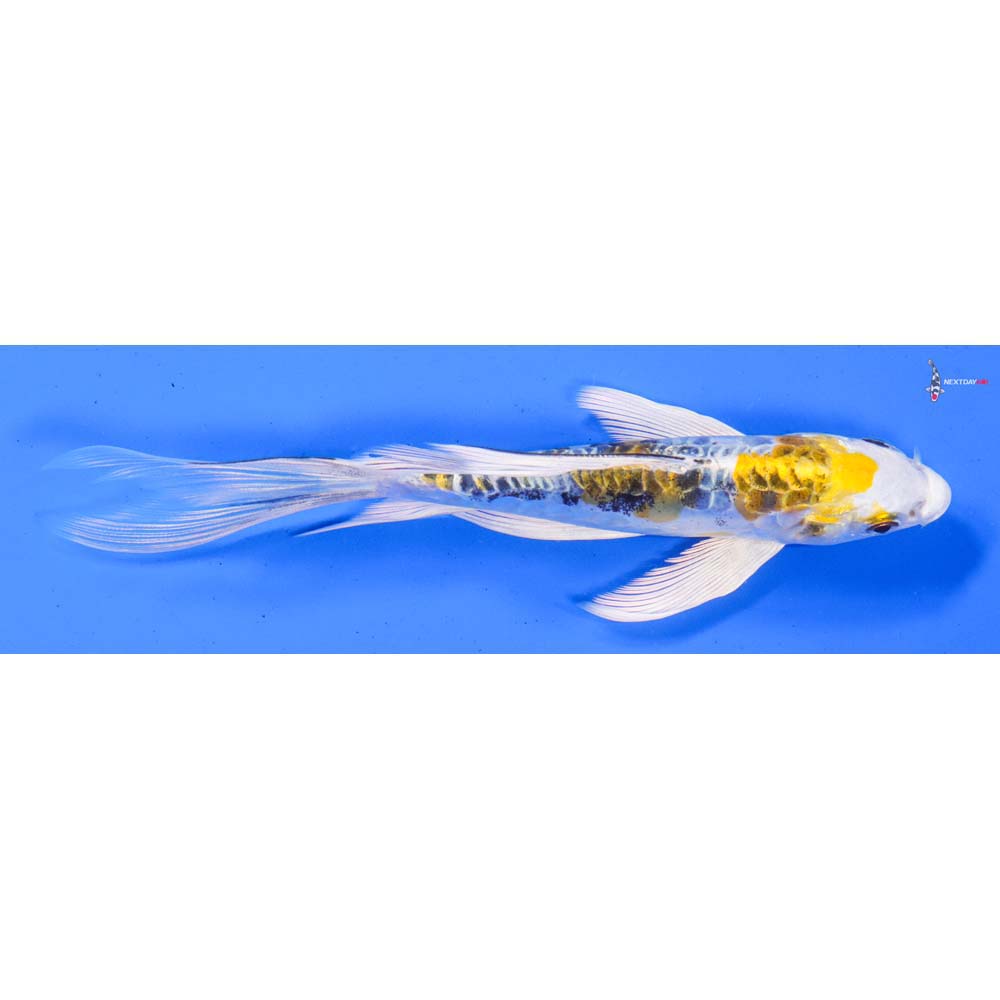 6.5” Imported Heisei Nishiki Butterfly Koi