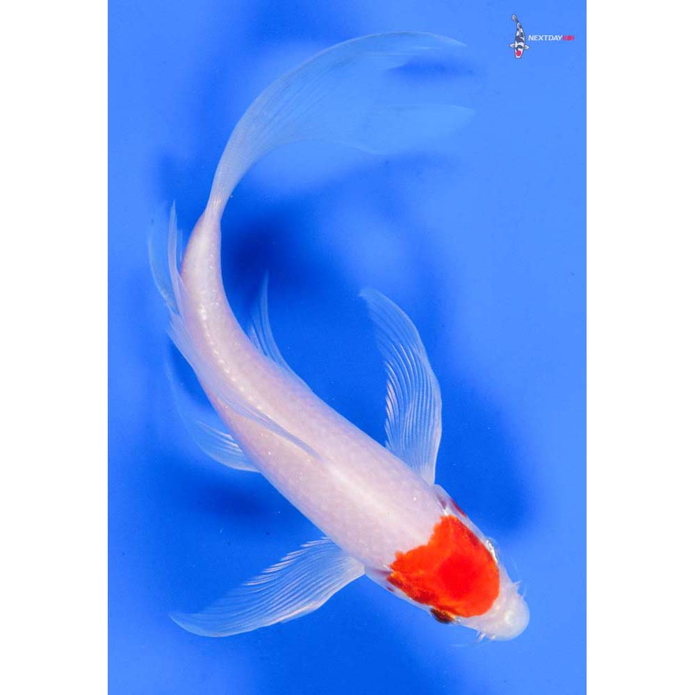 6.5” Imported Hariwake Butterfly Koi
