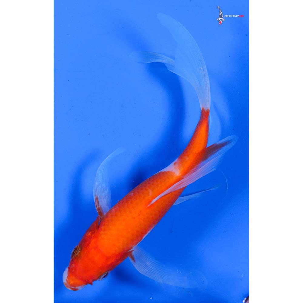6” Imported Kohaku Butterfly Koi