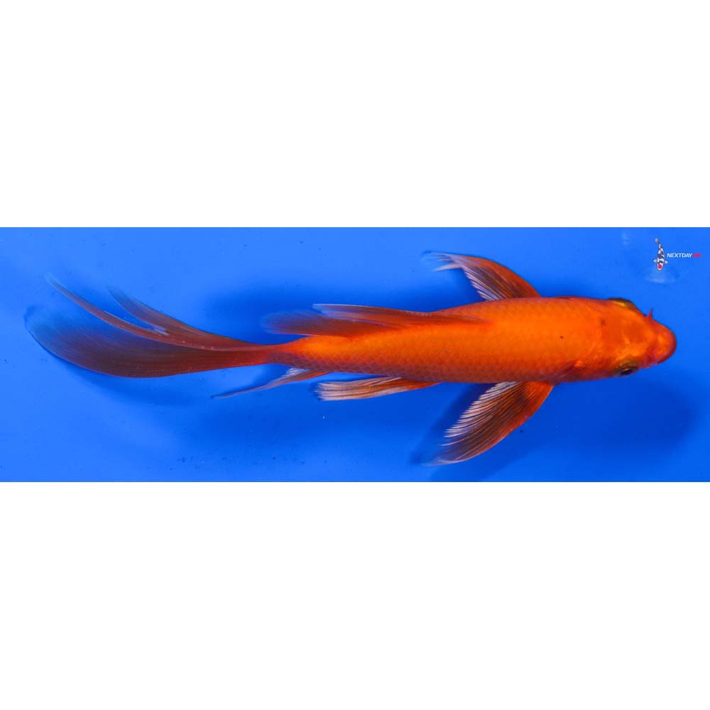 6” Imported Orenji Ogon Butterfly Koi