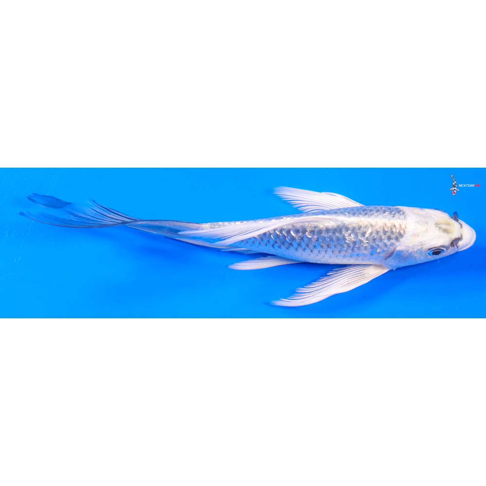 7” Imported Gin Rin Gin Matsuba Butterfly Koi
