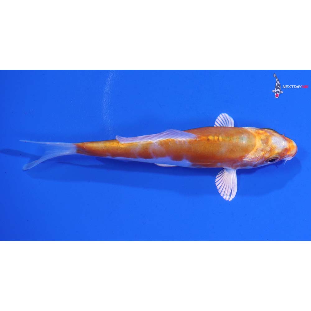 4” Imported Kikusui