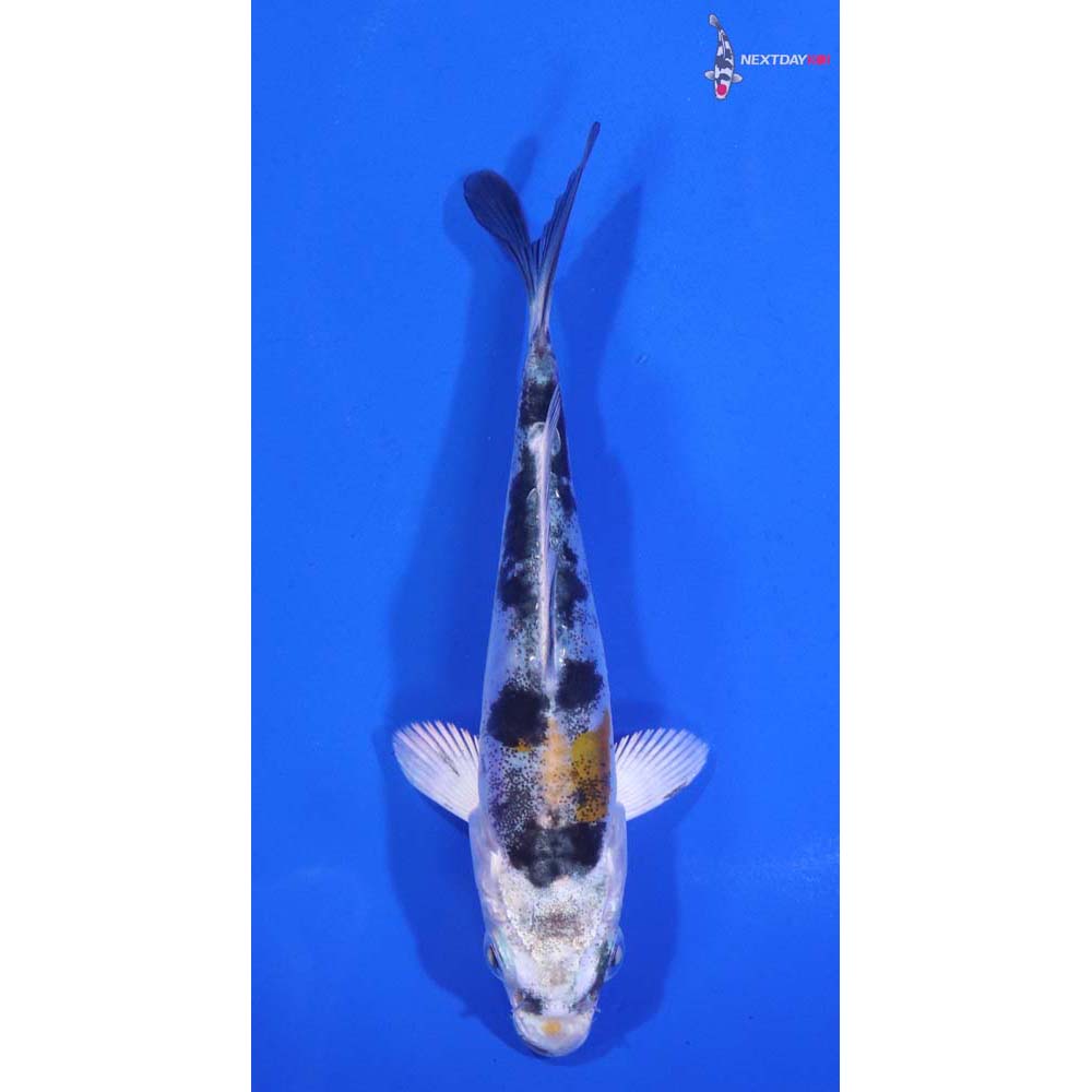 4” Imported Heisei Nishiki