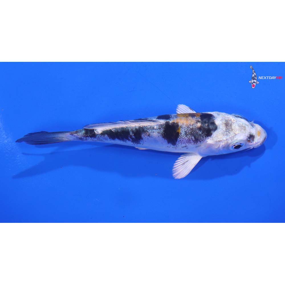 4” Imported Heisei Nishiki