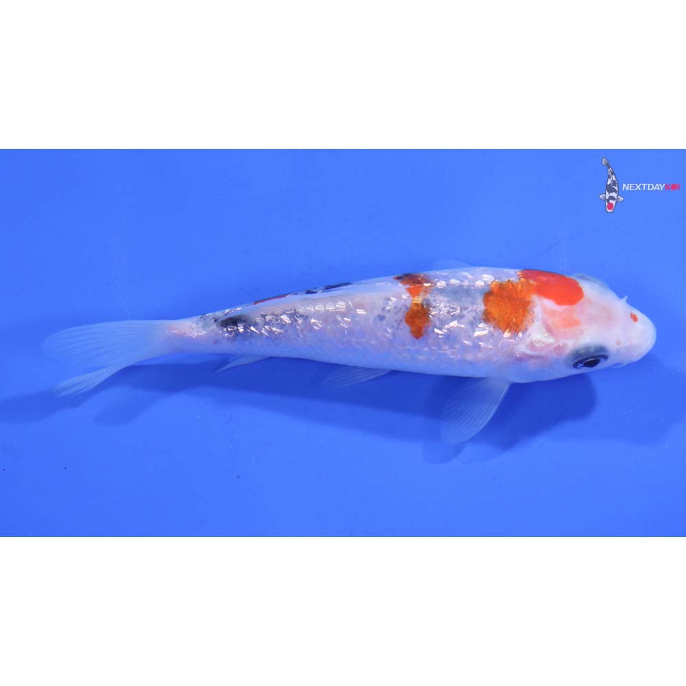 4” Imported Gin Rin Sanke
