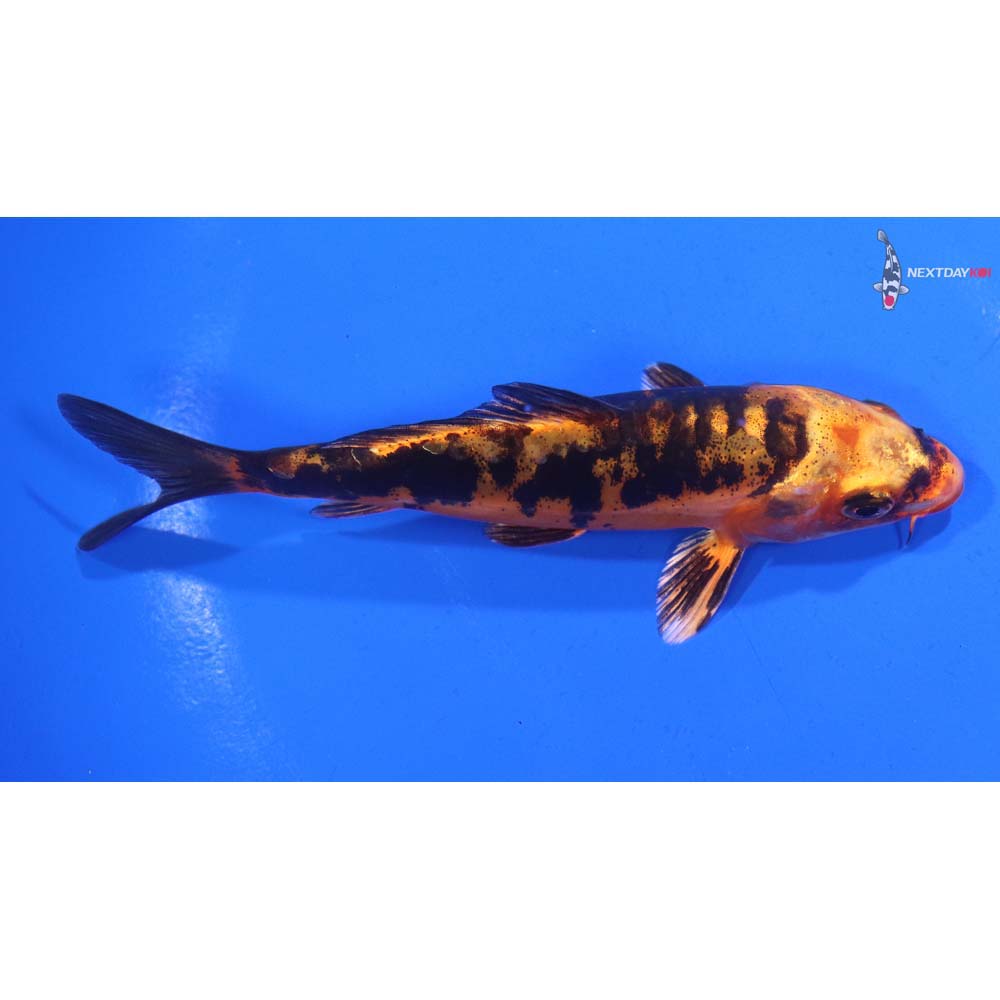 4.5” Imported Doitsu Kin Aka Bekko