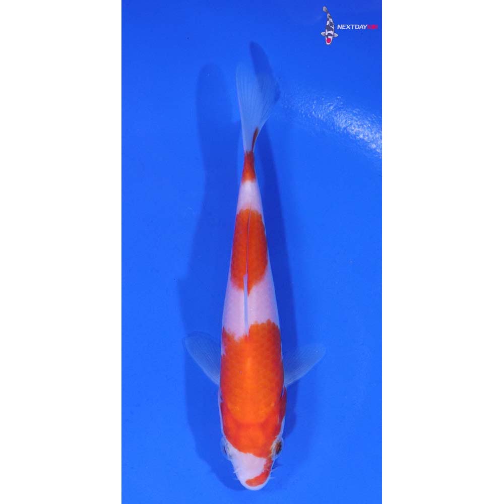 4.5” Imported Kohaku