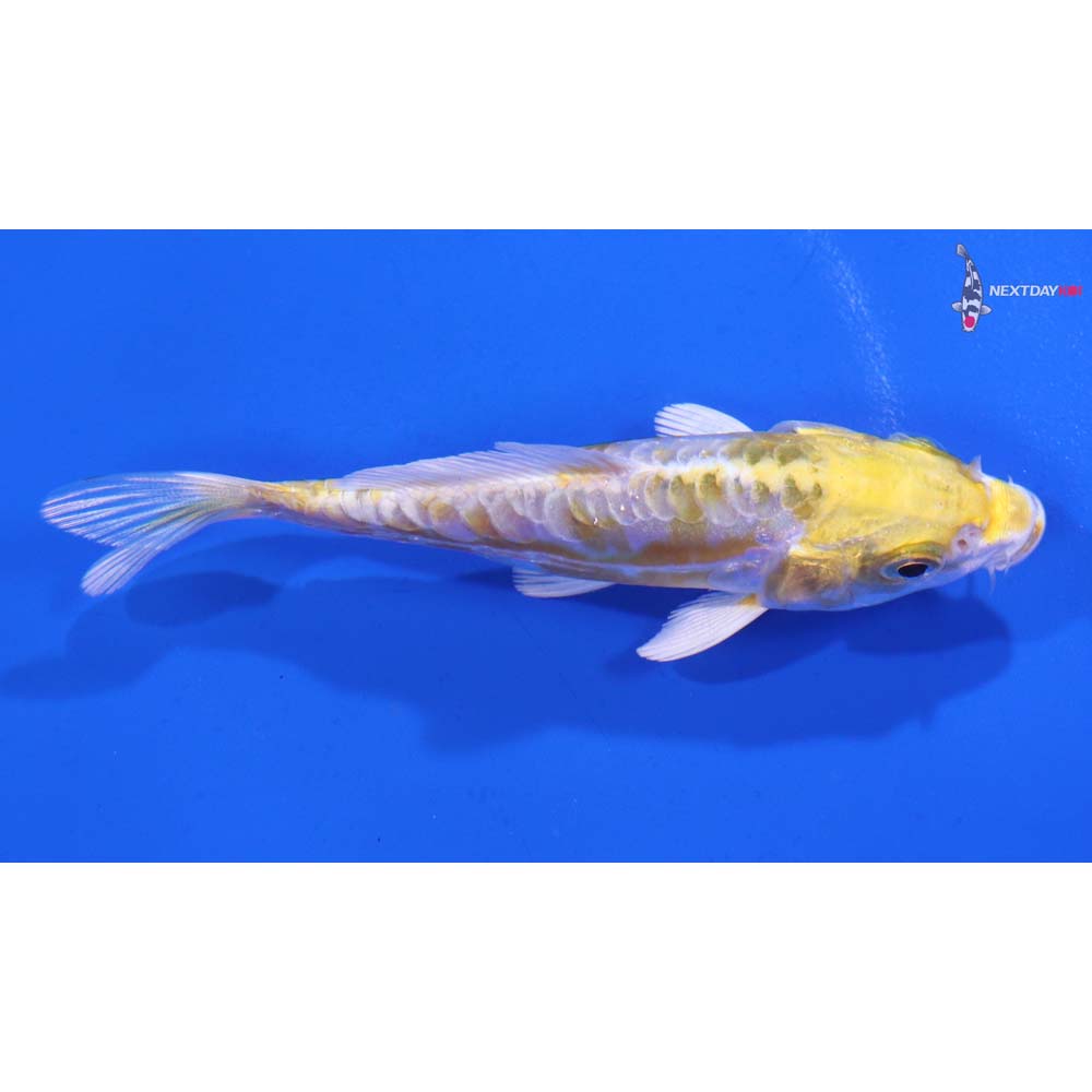 4” Imported Doitsu Lemon Hariwake