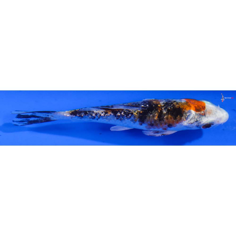 4” Imported Gin Rin Yamato Nishiki