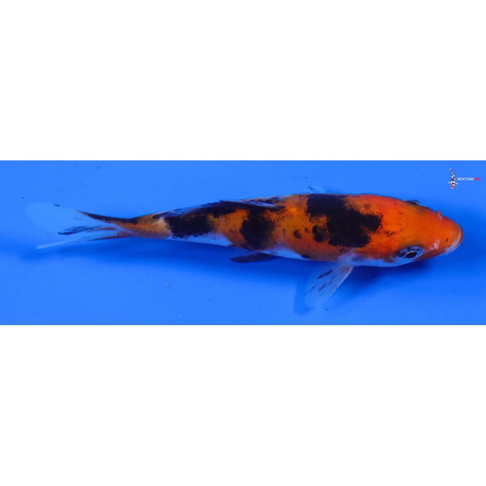 4” Imported Sanke
