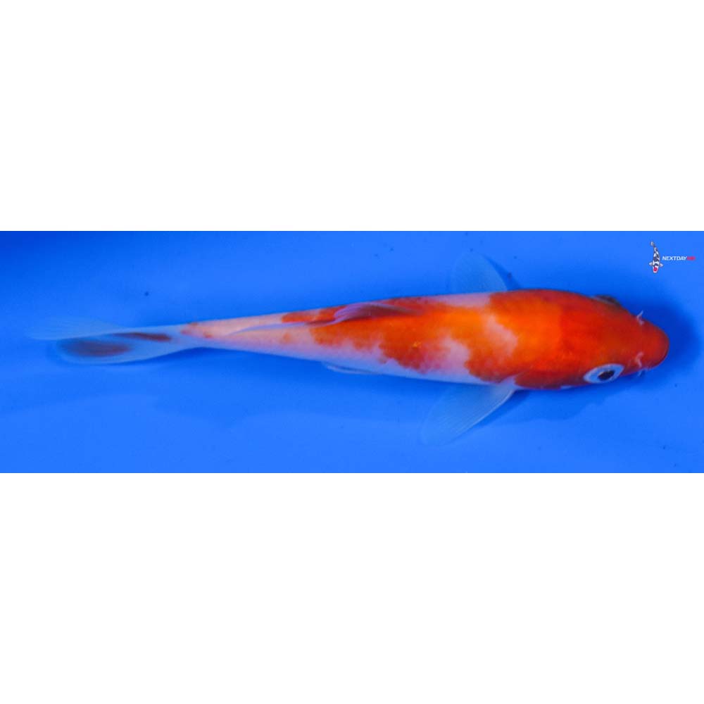 4” Imported Kohaku