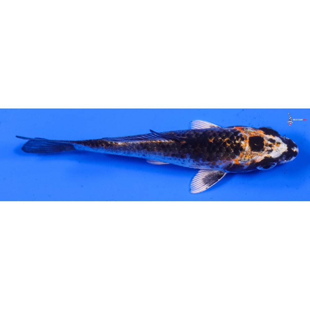 4” Imported Kujaku