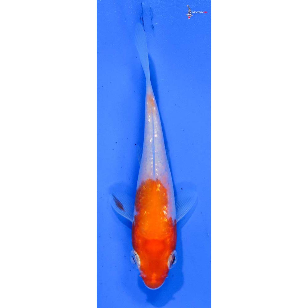 4” Imported Gin Rin Kohaku