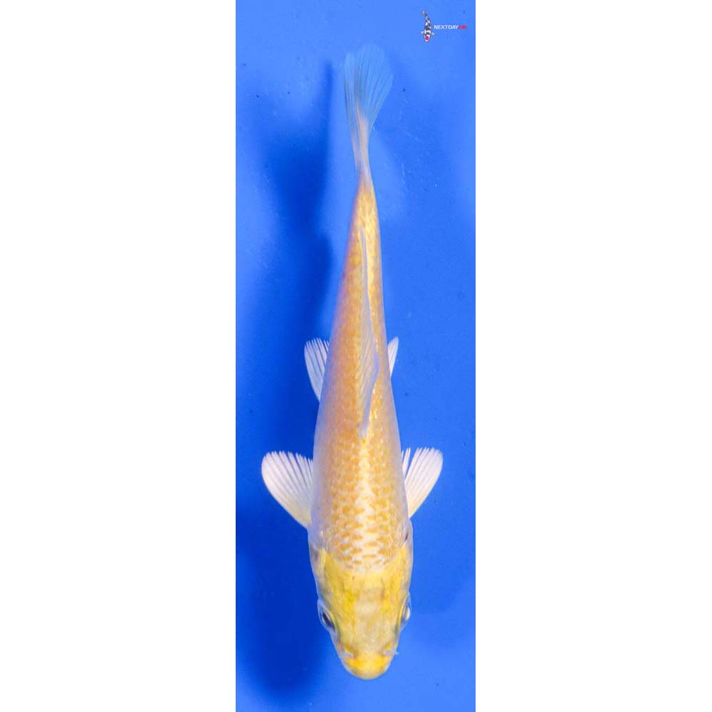 4” Imported Yamabuki Ogon