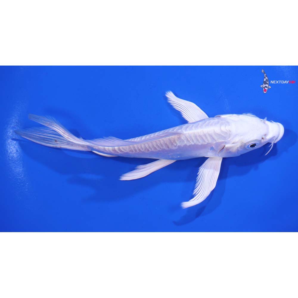 5.5” Imported Doitsu Platinum Ogon Butterfly Koi